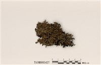 藏品(條袋梅衣)的圖片